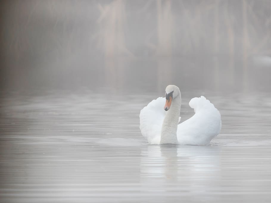 white swan floating on water, animal, bird, waterfowl, goose HD wallpaper