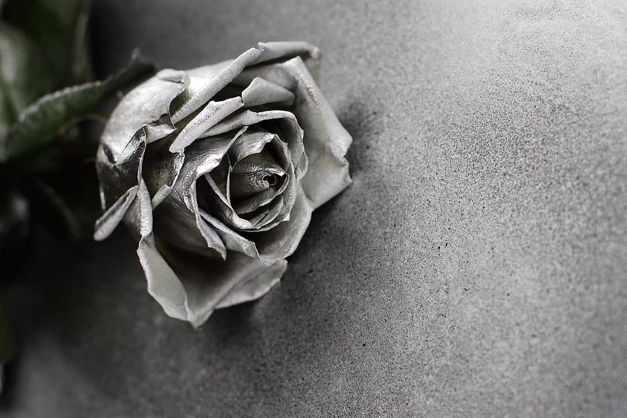 alive, art, background, beautiful, card, closeup, cold, decoration HD wallpaper