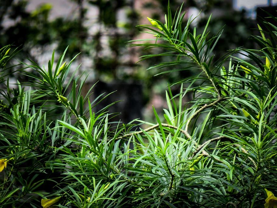 oleander, tree, green, fresh, garden, flowers, growth, green color HD wallpaper