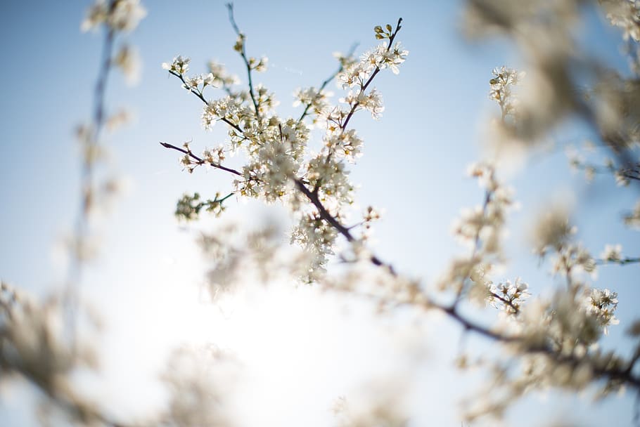 Close-up Photography of White Petal Flower, background, blue sky HD wallpaper