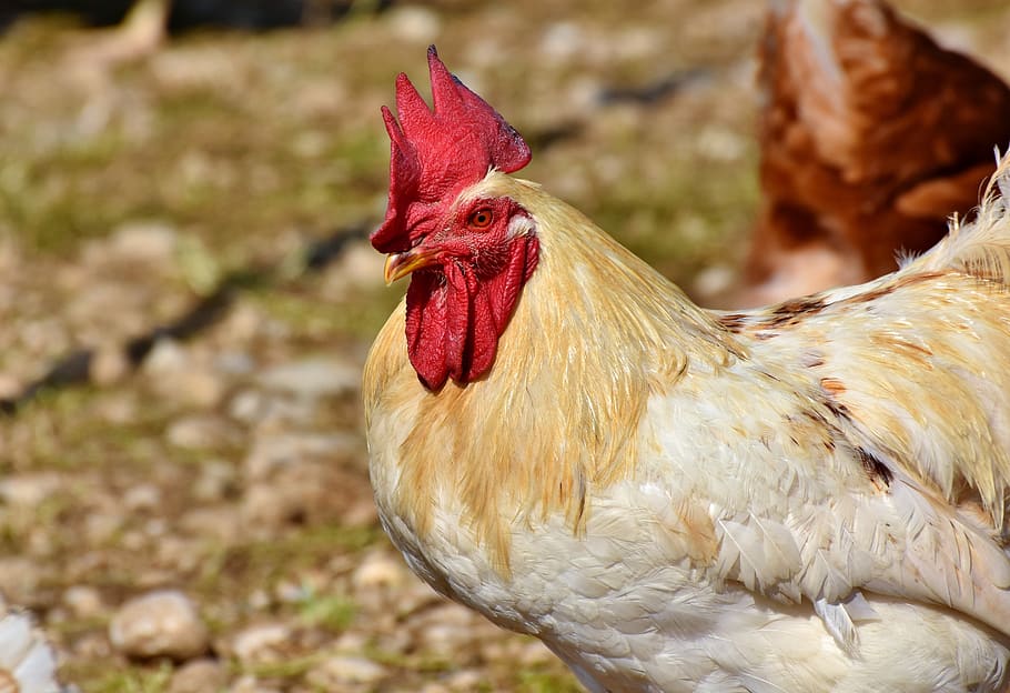 hahn, rooster head, crow, poultry, eye, comb, chicken, gockel HD wallpaper
