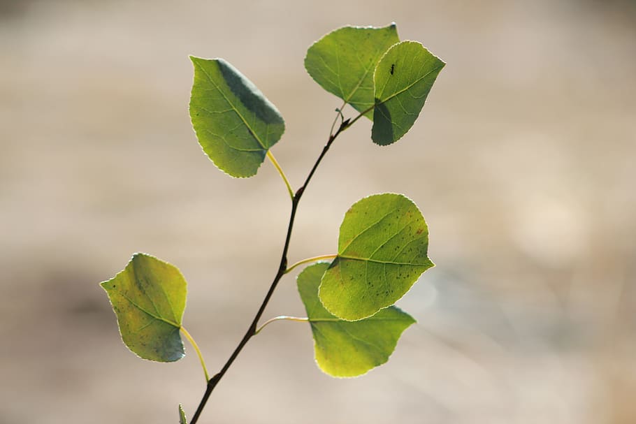 aspen, foliage, branch, tree, leaves, plant part, leaf, green color HD wallpaper