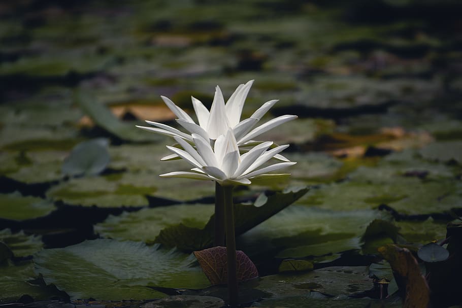 white waterlily flower, beauty in nature, plant, flowering plant HD wallpaper