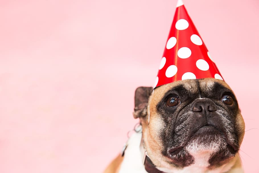 Dog In Party Hat Photo, Dogs, Animals, Portraits, Fun, Pets, Emotion