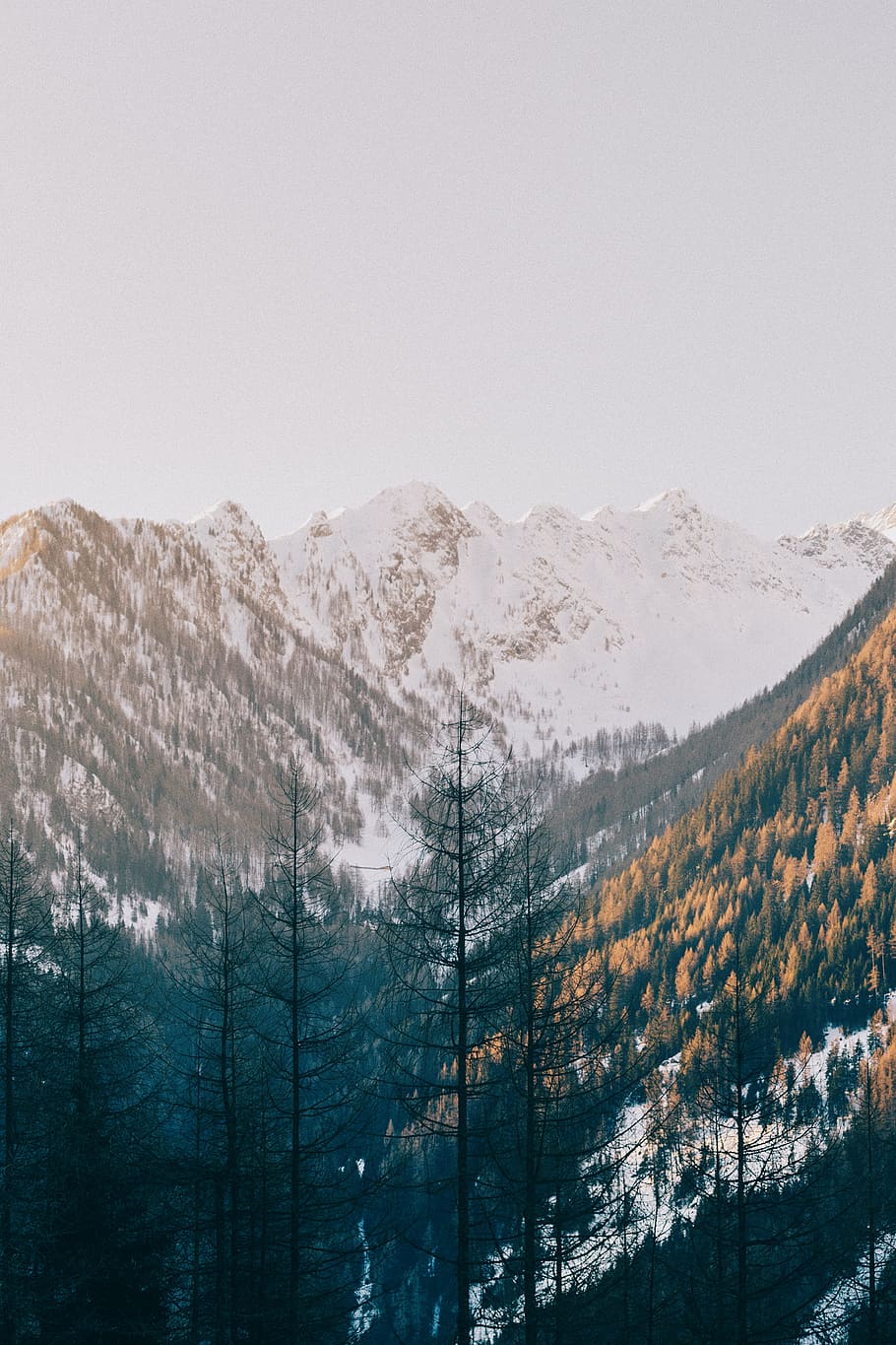 trees near mountain, snow, android wallpaper, landscape, nature HD wallpaper