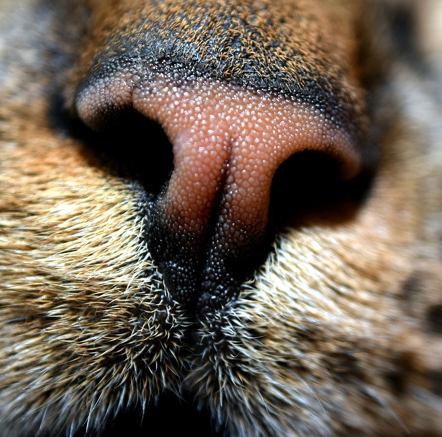 cat, nose, animal, pet, fur, one animal, animal body part, animal themes HD wallpaper