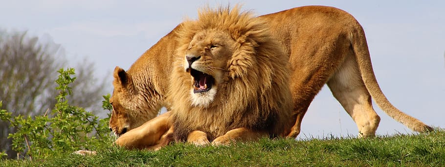 lions, lioness, africa, safari, predator, animals, wildlife, HD wallpaper