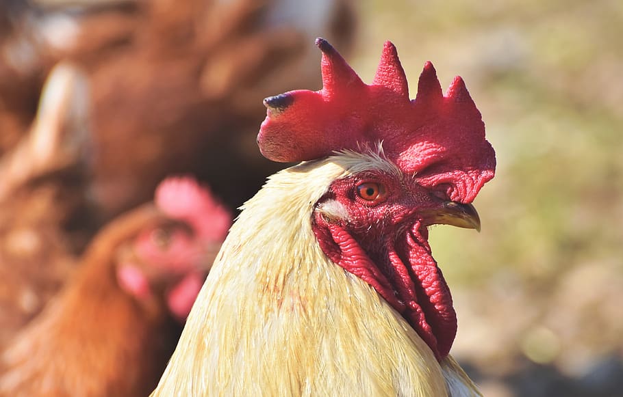 hahn, rooster head, crow, poultry, eye, comb, chicken, gockel HD wallpaper