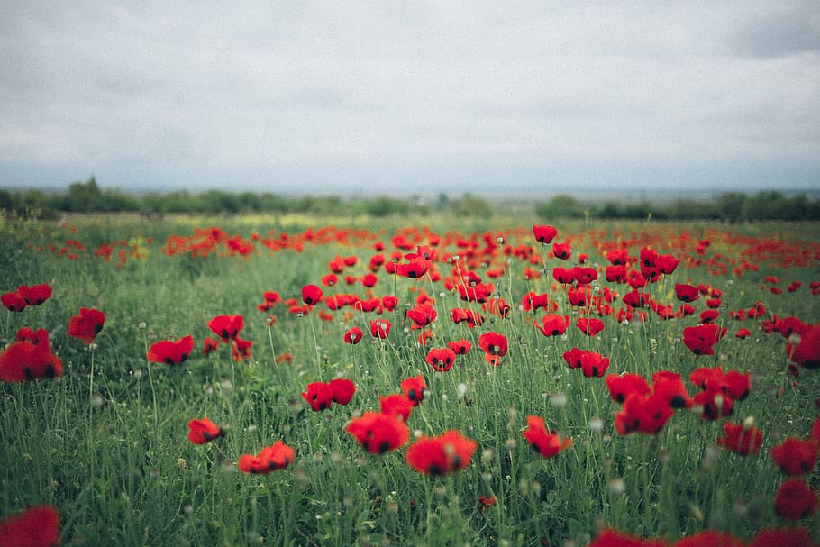 Red Poppy Flower Field, bloom, blossom, flora, flowers, plant HD wallpaper