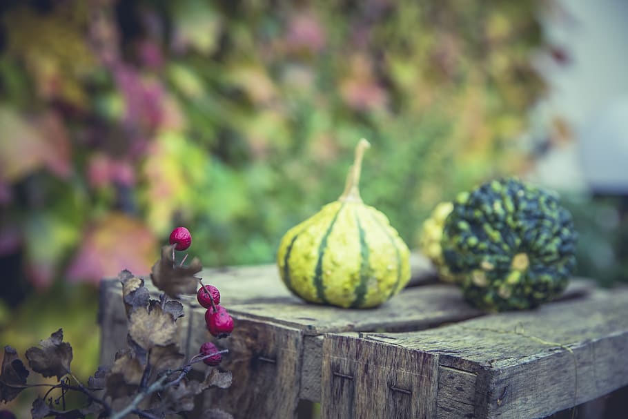 vegetable, squash, wooden, food, blur, flower, nature, outdoor HD wallpaper