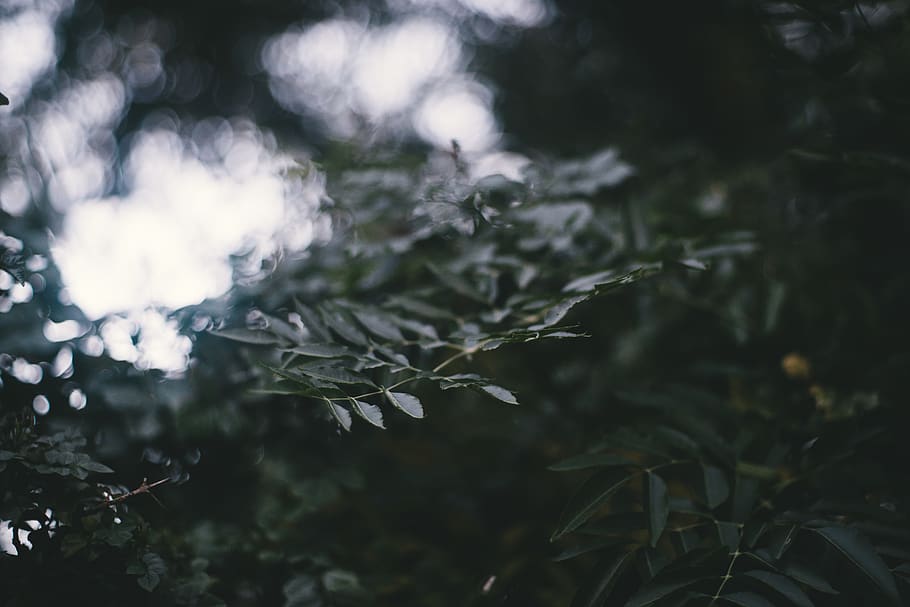 australia, narrandera, dark, winter, moody, bokeh, plant, tree HD wallpaper