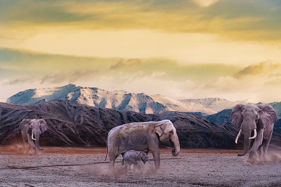 elephant, mountain, dust, animal, animals, landscape, horizon HD wallpaper