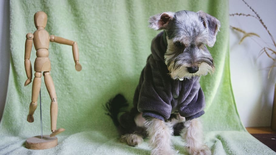 china, shanghai, mammal, pets, indoors, one animal, domestic HD wallpaper