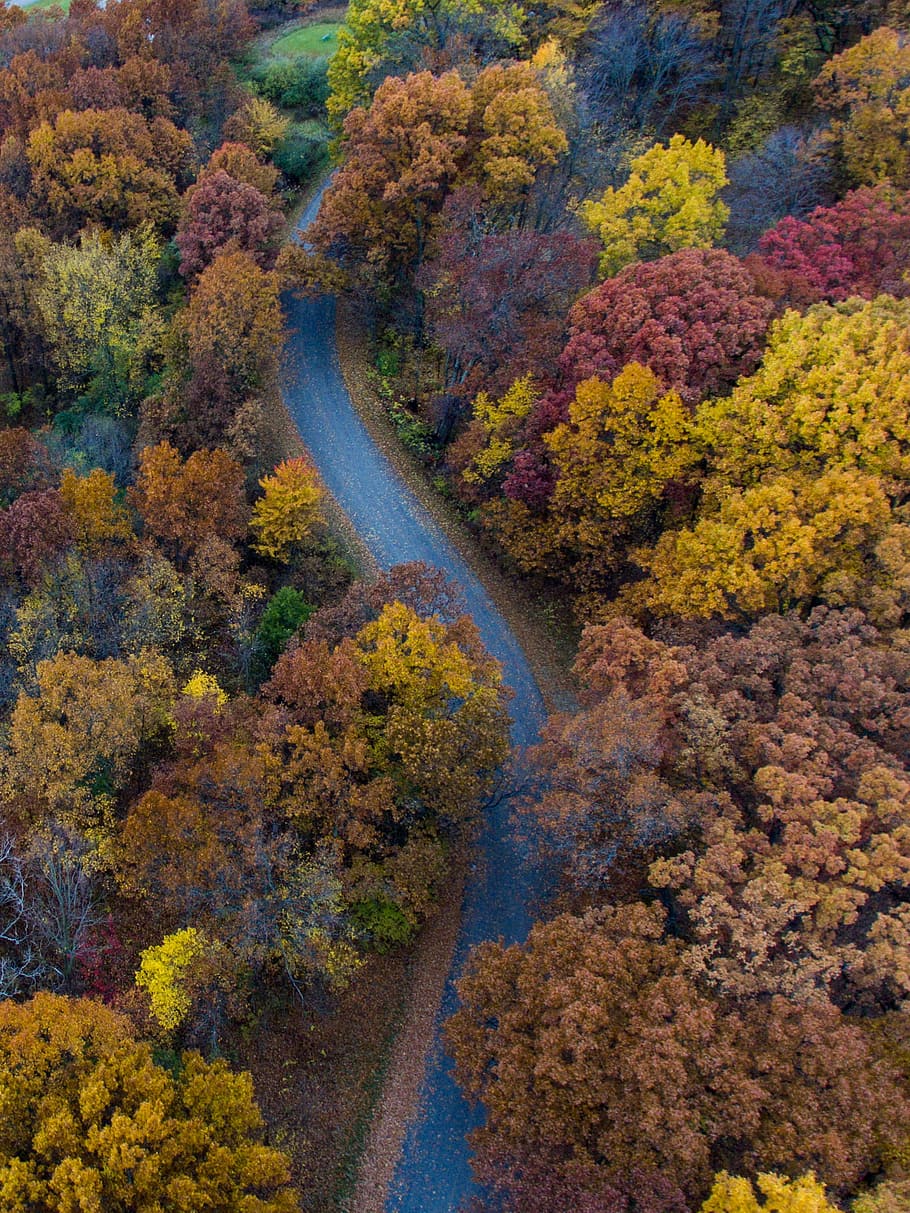 path, road, trees, plants, nature, autumn, fall, change, beauty in nature HD wallpaper