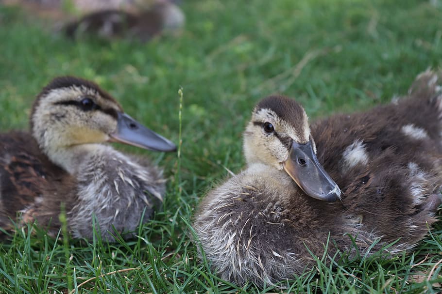 ducks, siblings, ducklings, nature, fowls, birds, wildlife HD wallpaper