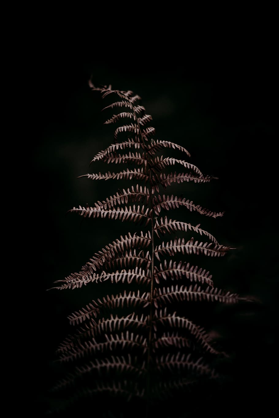 white leaves, plant, leaf, dark, fern, frond, autumn, fall, outdoors HD wallpaper