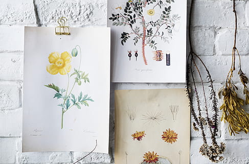 Flowers Sketches on White Brick Wall, antique, art, artwork, classic HD wallpaper