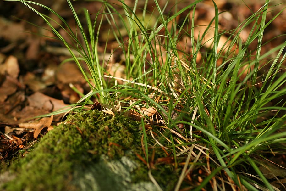 moss, plant, grass, vegetation, ground, nature, outdoors, land HD wallpaper