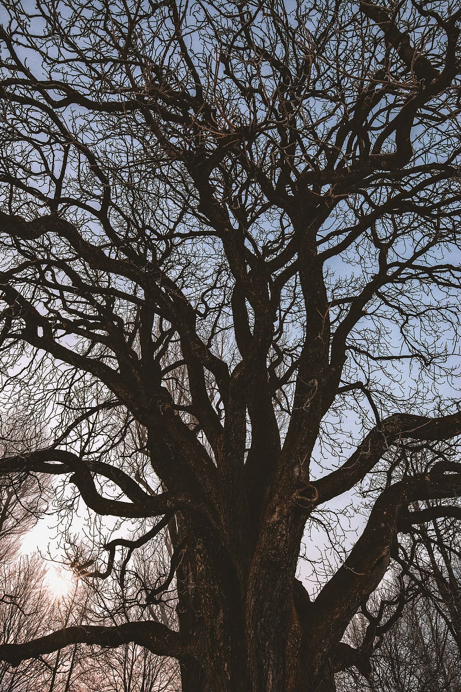 Black Leafless Tree, bark, branch, environment, growth, landscape HD wallpaper