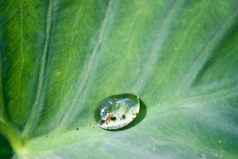 nature, leaf, water, drop, dirt, macro, close, up, spec, detail HD wallpaper