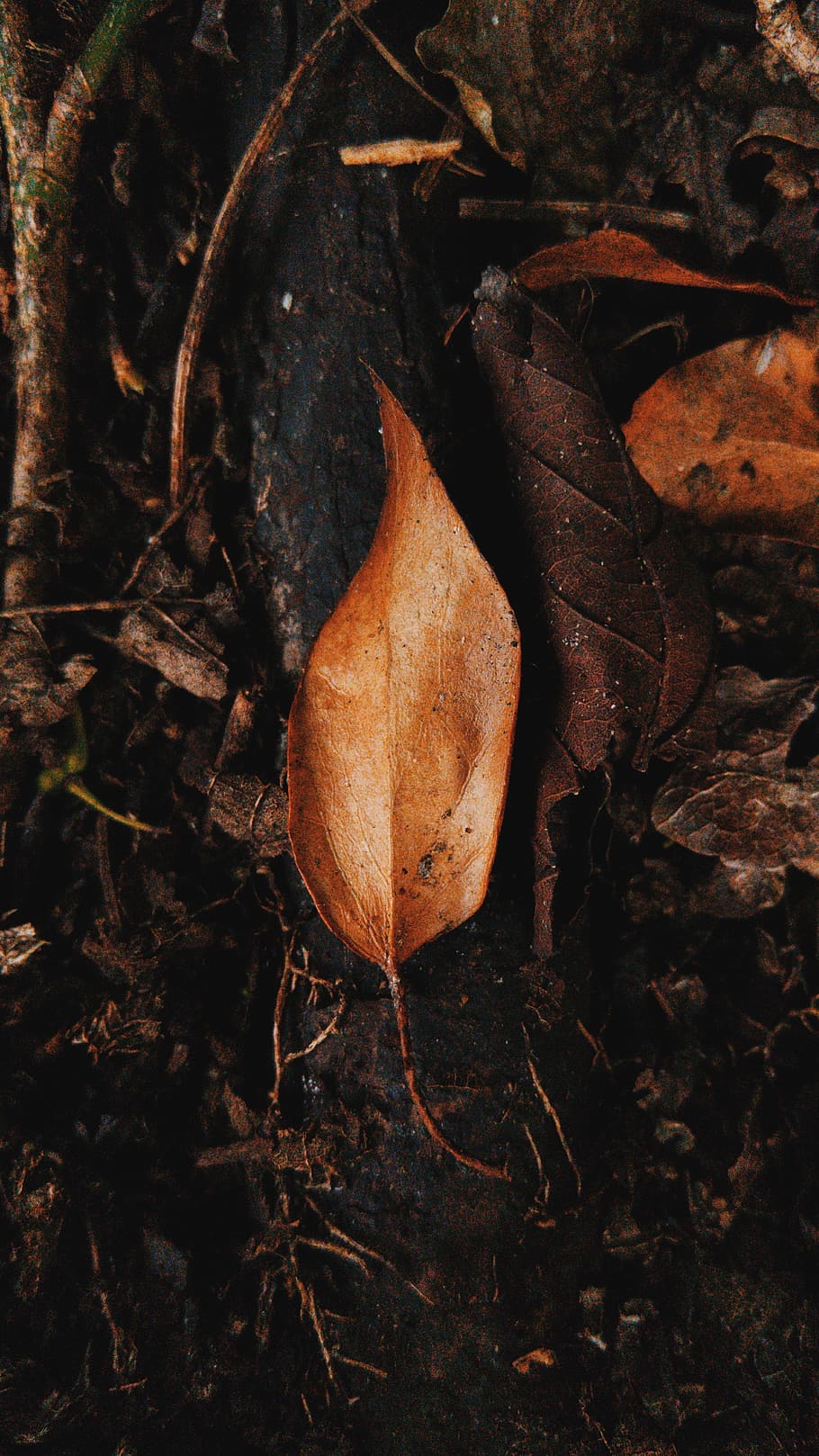 An orange leaf on the ground., plant part, nature, dry, land HD wallpaper