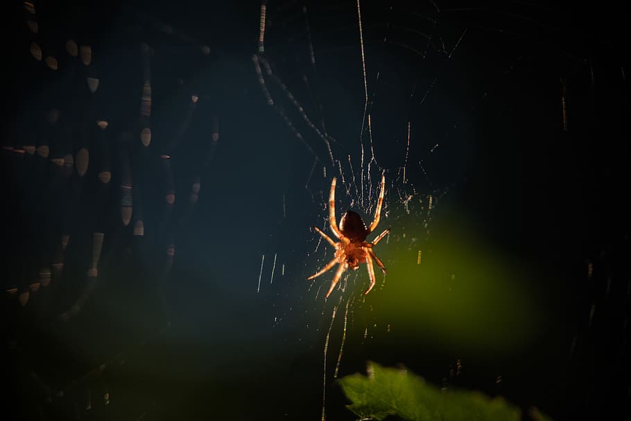 spider, orb weaver, macro, patrick hendry, one animal, animal wildlife HD wallpaper