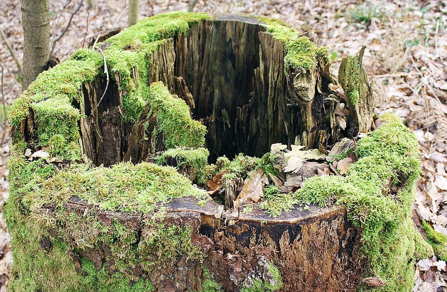 moss, plant, jungle, forest, green, nature, tree, wood, no people HD wallpaper