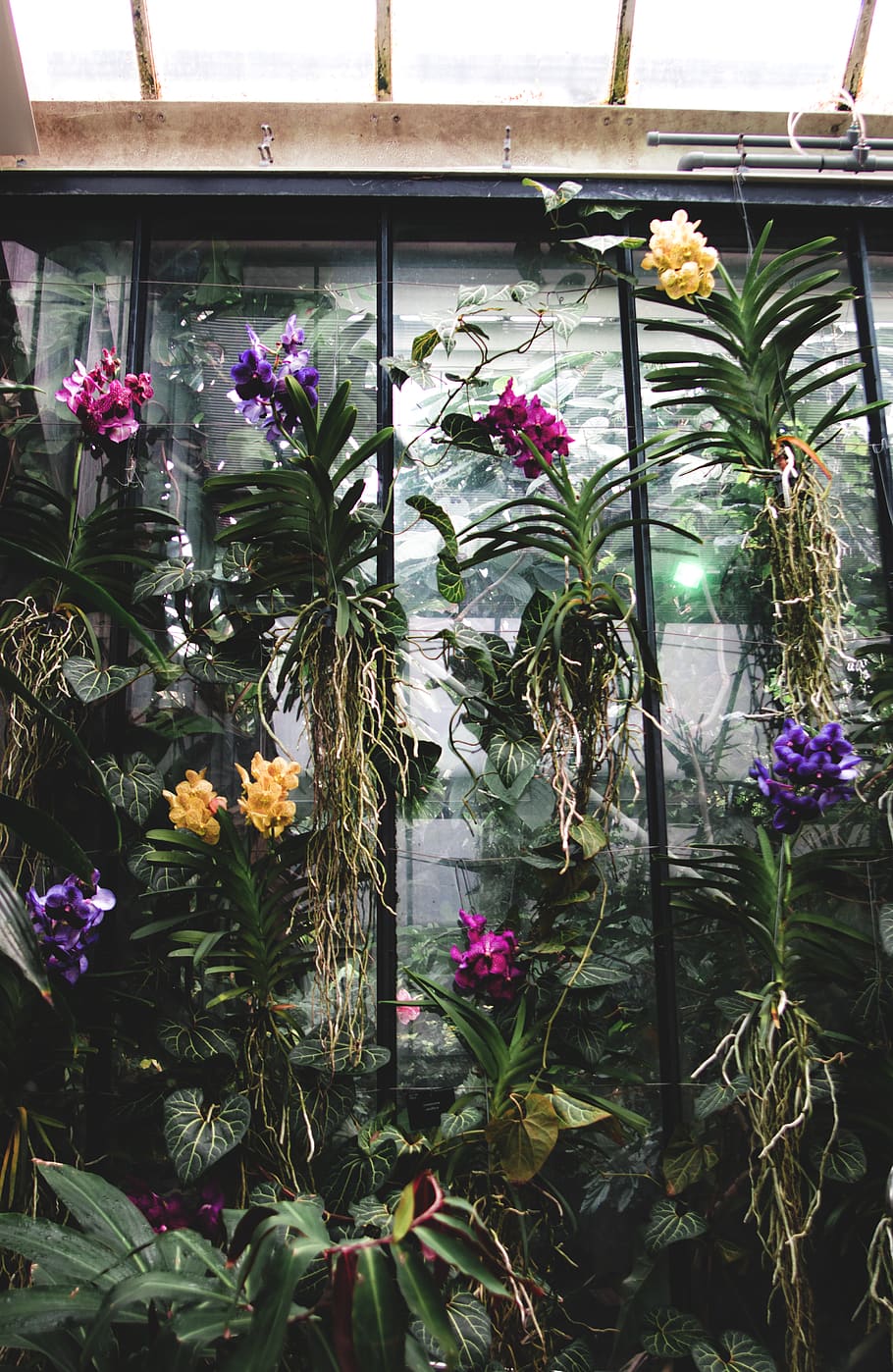 garden room, flower, flowering plant, freshness, growth, fragility HD wallpaper
