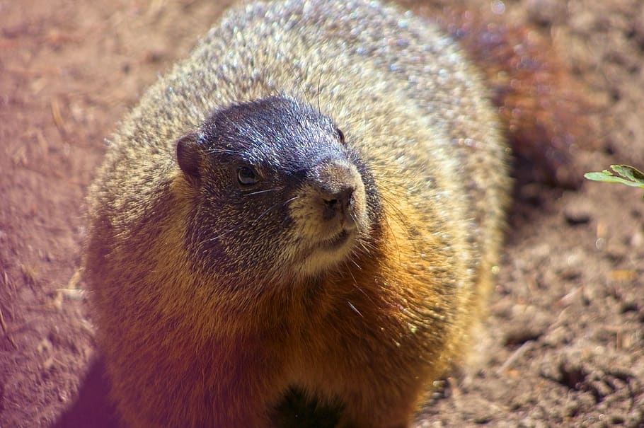 marmota flaviventris, rock chuck, yellow-bellied marmot, animal