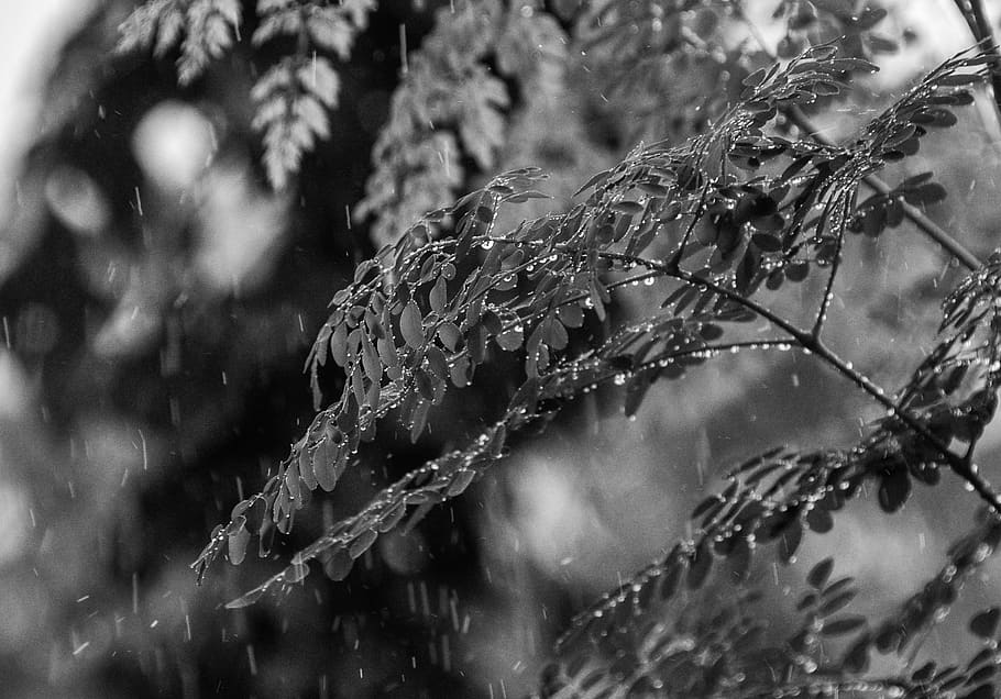 cold temperature, close-up, winter, plant, frozen, snow, nature HD wallpaper