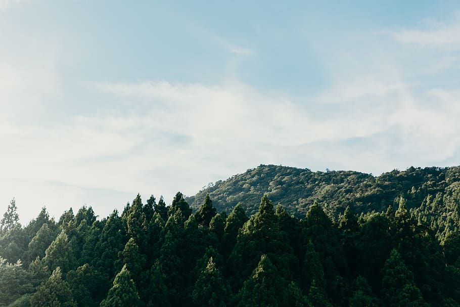 japan, sendai, summer, sunset forest, japan forest, mountain, HD wallpaper