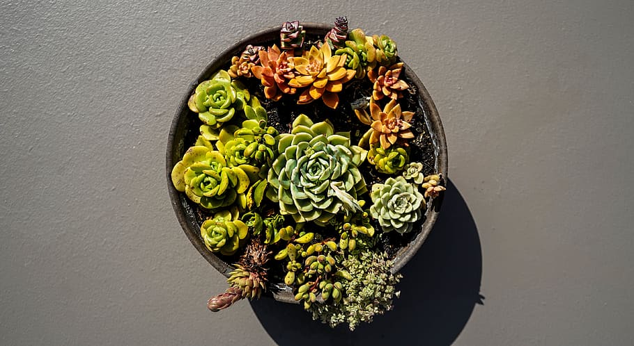 succulent, cactus, plants, healthy eating, freshness, green color HD wallpaper