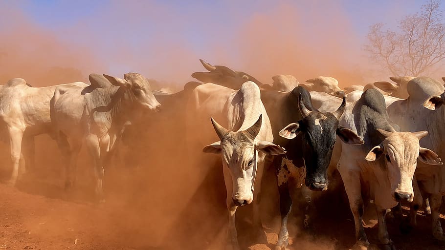 herd of cattle during daytime, animal, unnamed road, brazil, são josé do povo, HD wallpaper