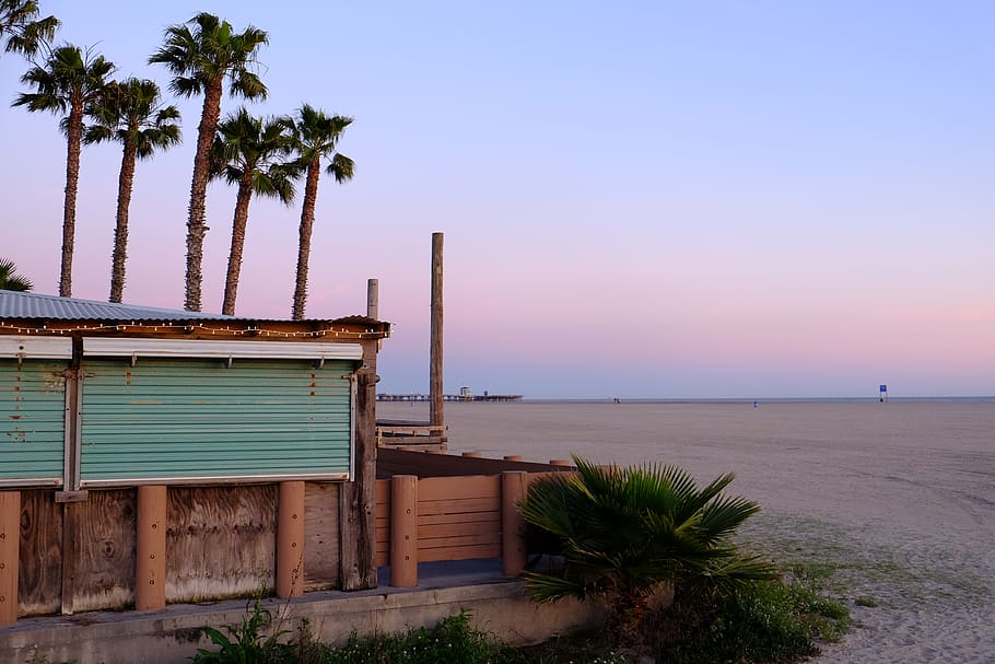 seal beach, united states, sunset, california, trees, palm tree, HD wallpaper