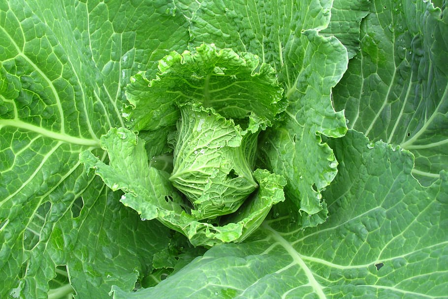 cabbage, foliage, green, healthy, agriculture, food, garden HD wallpaper