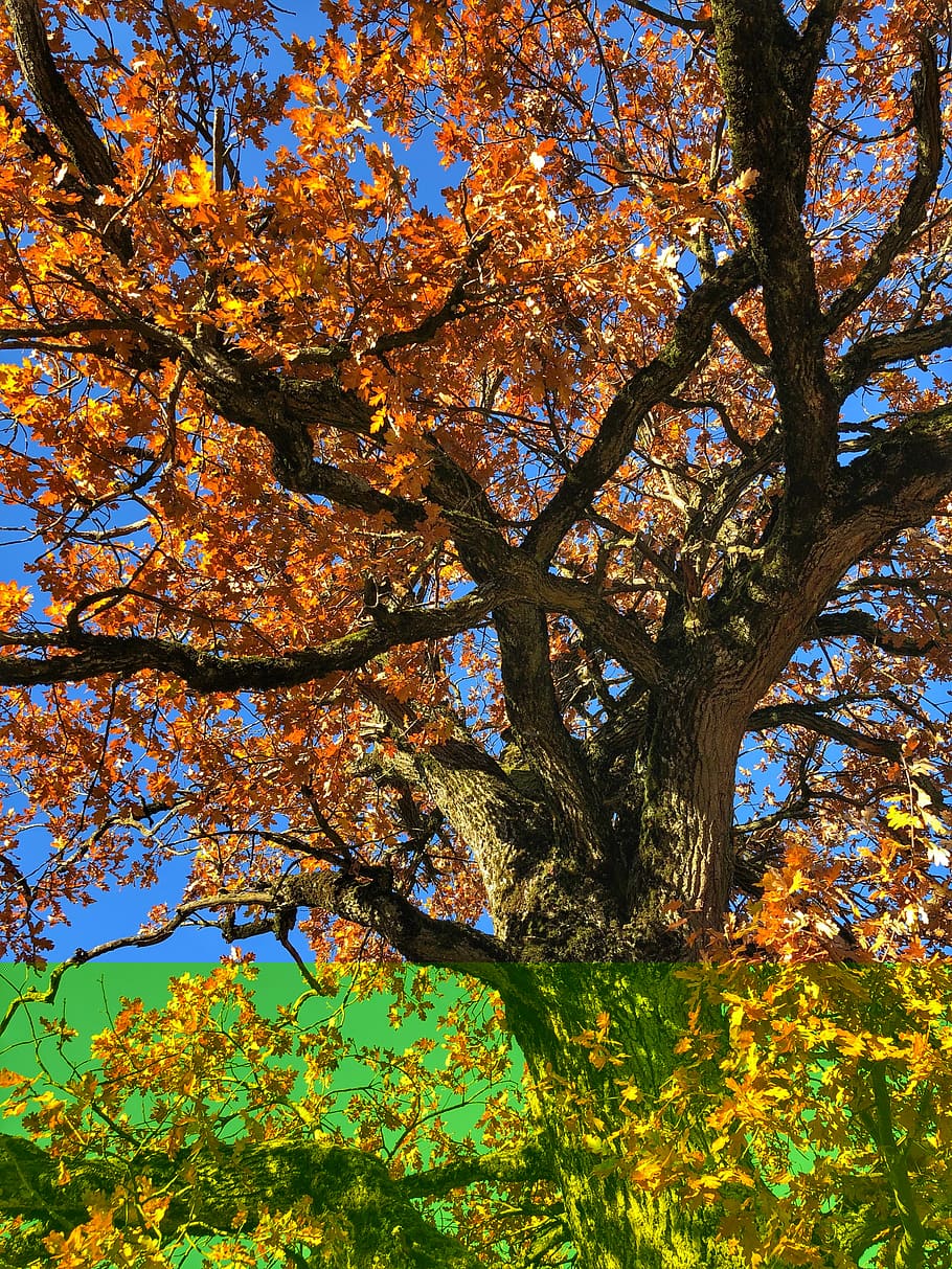 autumn, tree, nature, forest, landscape, leaves, mood, fall color HD wallpaper