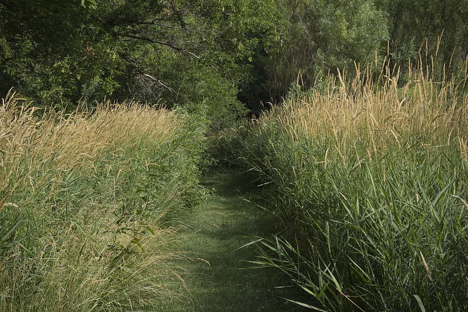 trees, nature, path, fern, paths, plant, growth, tranquility HD wallpaper
