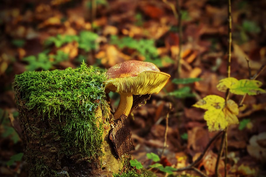 Brown and Green Mushroom, food, forest, macro, moss, nature, toadstool HD wallpaper