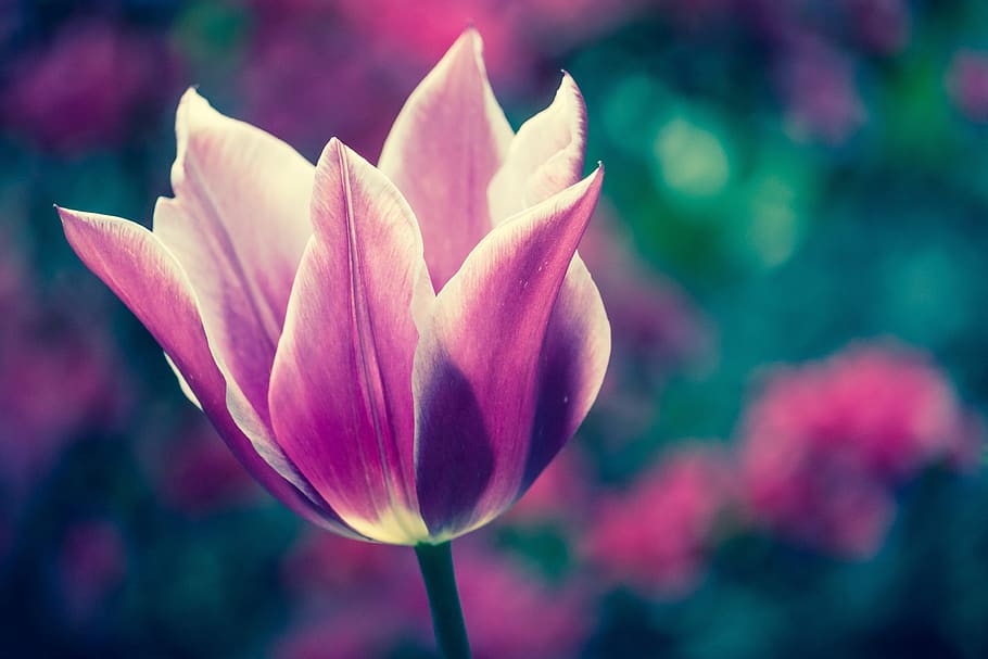 flower, pink, petal, bloom, garden, plant, nature, autumn, fall HD wallpaper