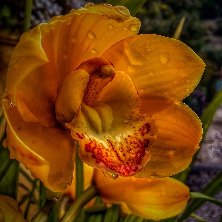 italia, imperia, flower, spring, drops, orange, flowering plant HD wallpaper