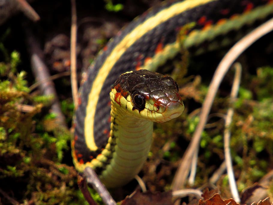 snake, reptile, animal, nature, spring, wildlife, animal themes, HD wallpaper