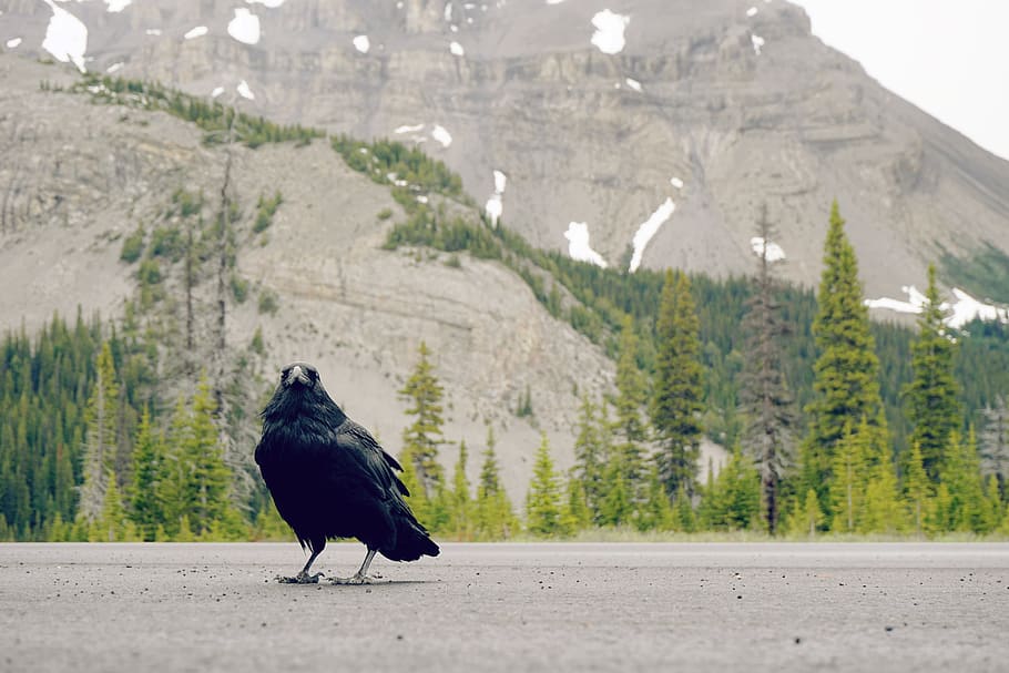 animal, tree, outdoor, black, green, hike, roadtrip, nature HD wallpaper