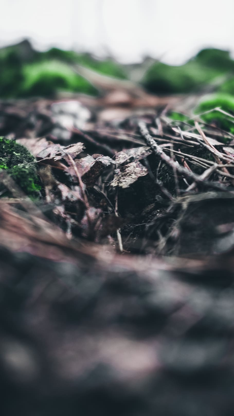 dirt, earth, ground, leaves, nature, grass, selective focus HD wallpaper