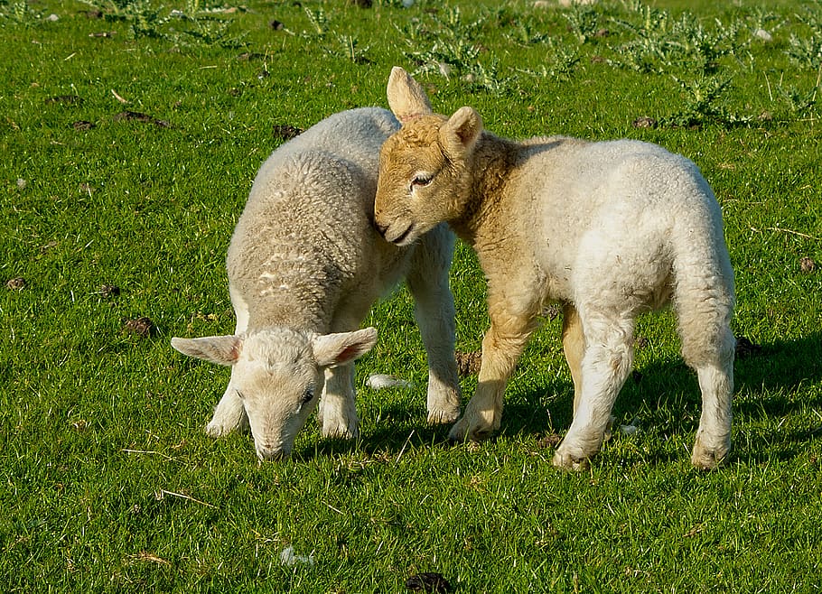 lambs, animals, sheep, cattle, nature, wool, grass, rural, pasture HD wallpaper