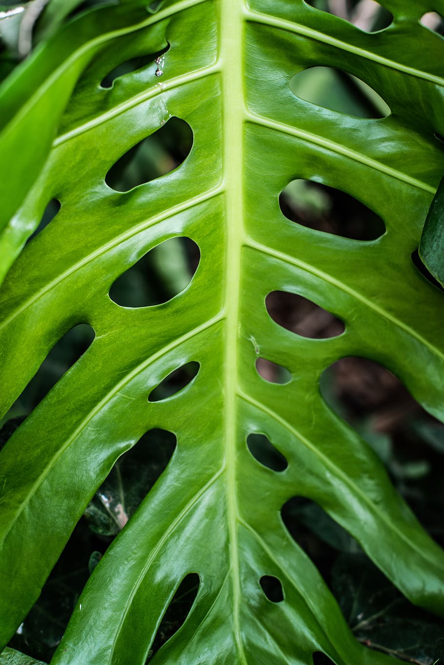 Close-UP Photo of Green Leaves, fresh, freshness, growth, monstera HD wallpaper