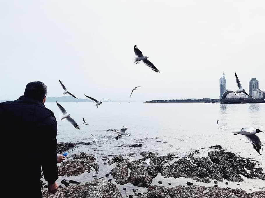 china, qingdao, bird, vertebrate, animal wildlife, animals in the wild HD wallpaper