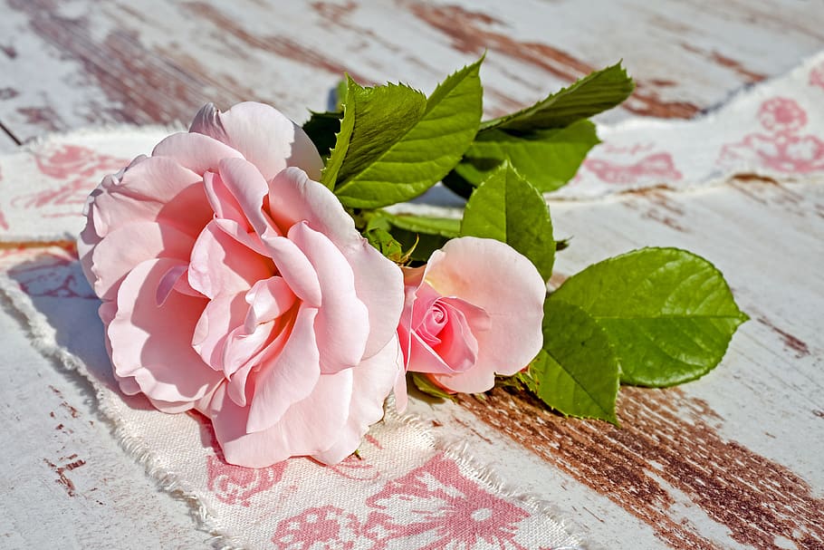 Pink Rose, beautiful, bloom, blooming, blossom, blossoms, blur HD wallpaper