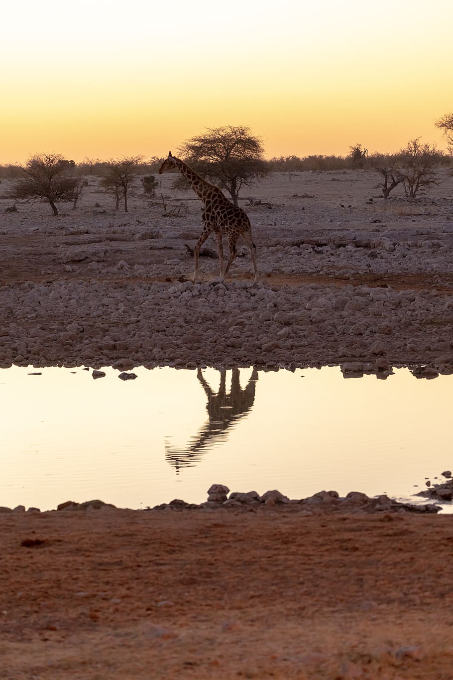 giraffe, water hole, evening, sunset, mirroring, africa, nature HD wallpaper
