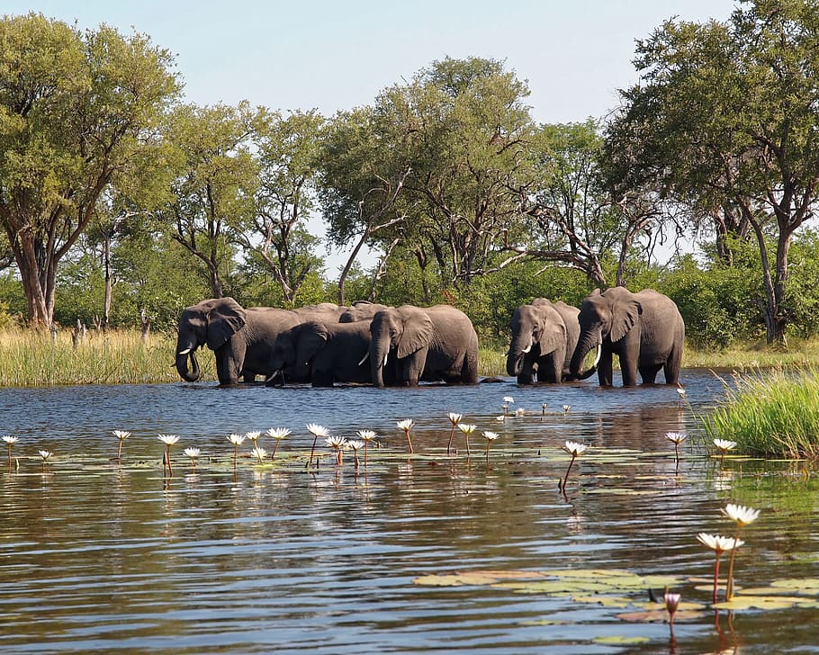 botswana, okavango delta, wild, bigfive, elephants, animal themes, HD wallpaper