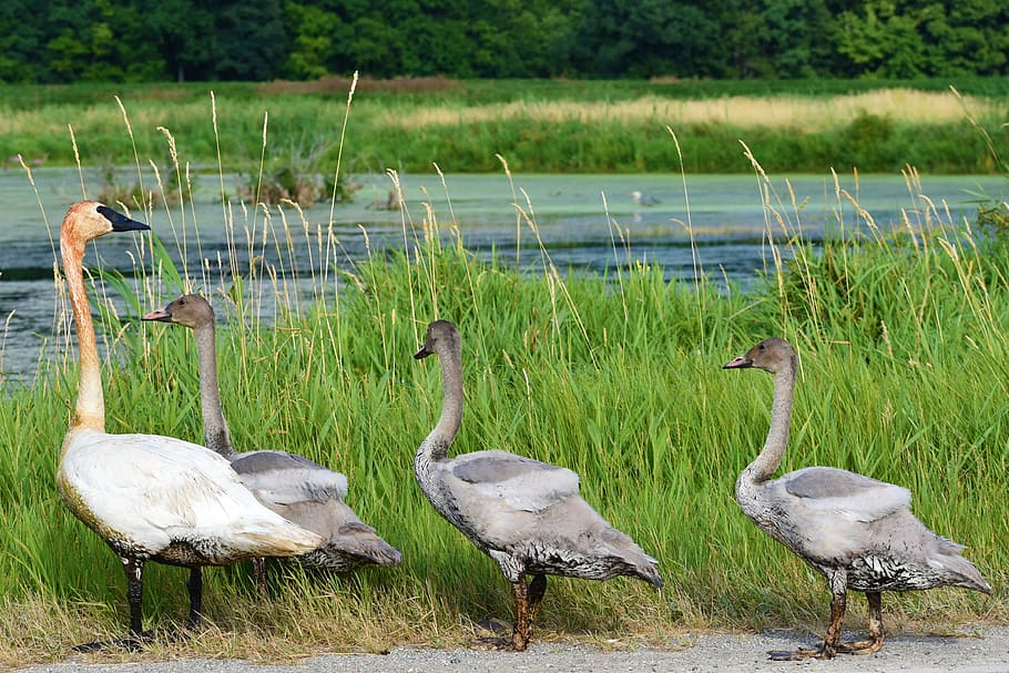 babies, grass, swamp, swans, birds, water, animals in the wild HD wallpaper